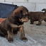 Продам щенков Тибетского мастиф (фото #2)