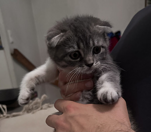 Scottish fold, straight (2 valokuva sivusta 4)