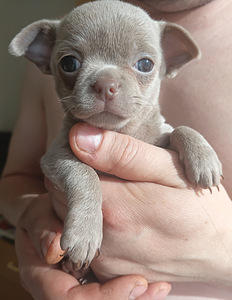 Lilla värvi chihuahua poiss (1 foto / 3)