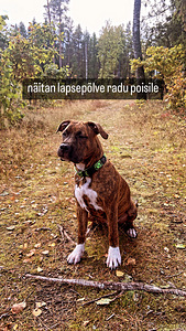Амстафф мальчик (3 фото из 5)