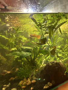 Noored akvaariumikalad Guppy (4 foto / 4)