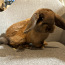 Породистый карликовый баран кролик (фото #1)