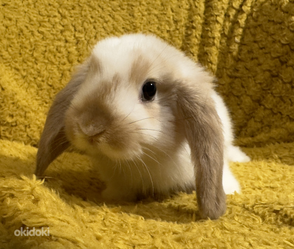 Породистый карликовый баран кролик (фото #4)
