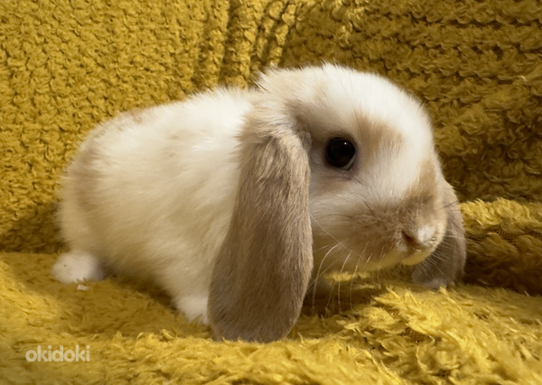 Породистый карликовый баран кролик (фото #8)
