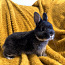 Мальчик родословная горностайный кролик (фото #1)