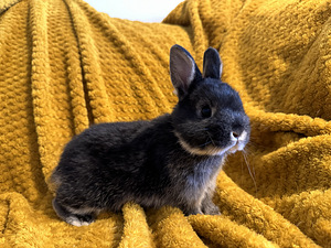 Кобель родословная горностайный кролик