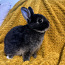 Мальчик родословная горностайный кролик (фото #2)