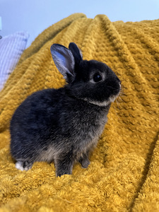 Isane sugupuuga hermeliini küülik (2 foto / 7)