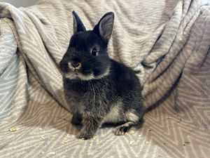Sugupuu ja vaktsineerimisega Hermeliin küülik (2 foto / 5)