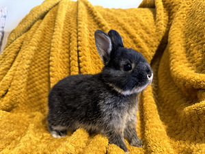 Sugupuu ja vaktsineerimisega Hermeliin küülik (4 foto / 5)