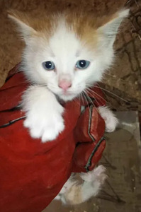 Котёнок (4 фото из 7)