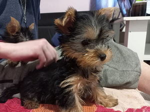 Yorkie kutsikad (1 foto / 3)