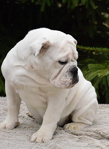 Inglise buldogi kutsikad (5 foto / 10)