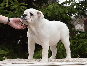 Inglise buldogi kutsikad (3 foto / 10)