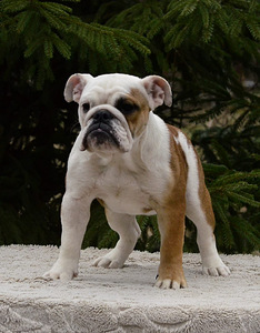 Inglise buldogi kutsikad (9 foto / 10)