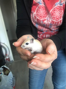 Монгольские Песчанные Мышата (3 фото из 3)