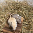 4 монгольских песчаных мышонка (фото #3)