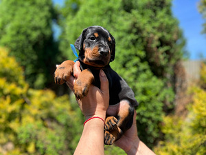 Dobermani kutsikad (2 foto / 10)