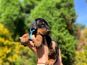 Dobermani kutsikad (1 foto / 10)