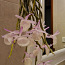 Орхидея Дендробиум Афиллум (Pierardii) (фото #1)