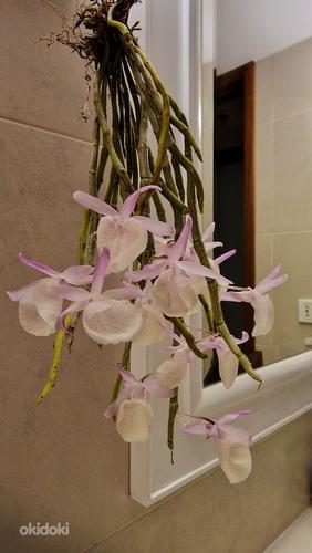 Orhidee Dendrobium Aphyllum (Pierardii) (foto #1)