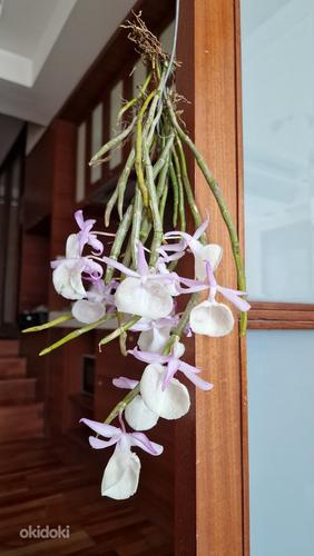 Орхидея Дендробиум Афиллум (Pierardii) (фото #5)