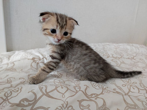 Котята шотландской породы (2 фото из 10)