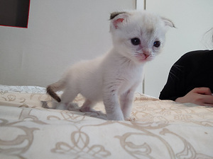 Котята шотландской породы (9 фото из 10)