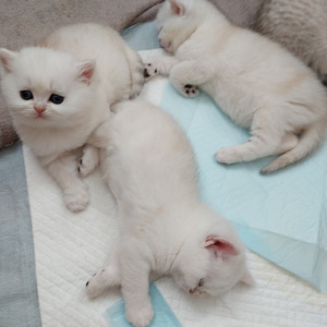 Шотландские котята (7 фото из 10)
