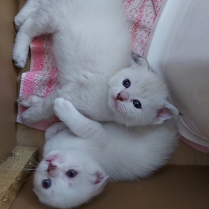 Шотландские котята (3 фото из 10)