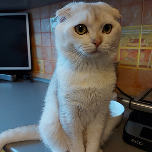 Шотландские котята (10 фото из 10)