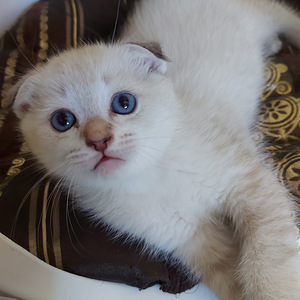 Шотландский котенок (3 фото из 8)