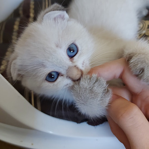 Шотландский котенок (4 фото из 8)