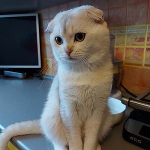 Шотландский котенок (6 фото из 8)