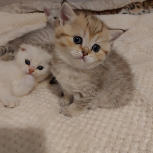 Шотландский котенок (2 фото из 10)