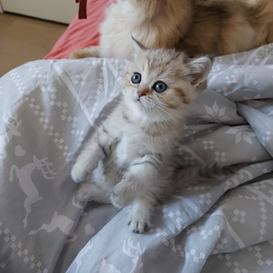 Шотландский котенок (6 фото из 10)