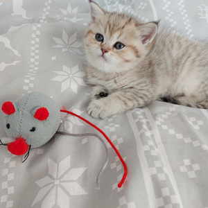 Шотландский котенок (7 фото из 10)