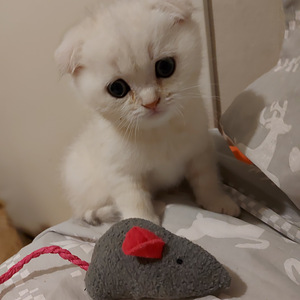 Шотландский котенок (1 фото из 10)