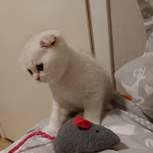 Шотландский котенок (5 фото из 10)