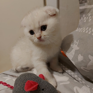 Шотландский котенок (6 фото из 10)