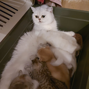 Шотландский котенок (8 фото из 10)