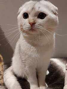 Шотландские котята (9 фото из 9)
