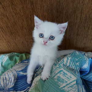 Шотландский котенок (3 фото из 10)