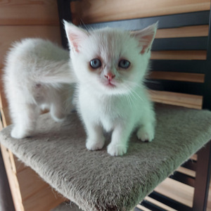 Шотландский котенок (6 фото из 10)