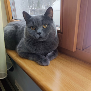 Briti kass ootab pruute (1 foto / 1)