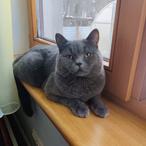 Briti kass ootab pruuti (1 foto / 1)