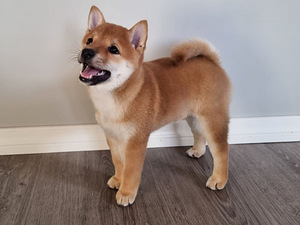 Shiba Inu kutsikas (1 foto / 5)