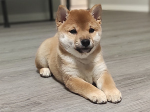 Shiba Inu kutsikas (2 foto / 5)