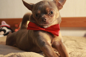 Chihuahua isane otsib pruuti (2 foto / 2)