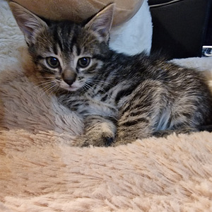 Котята (1 фото из 2)